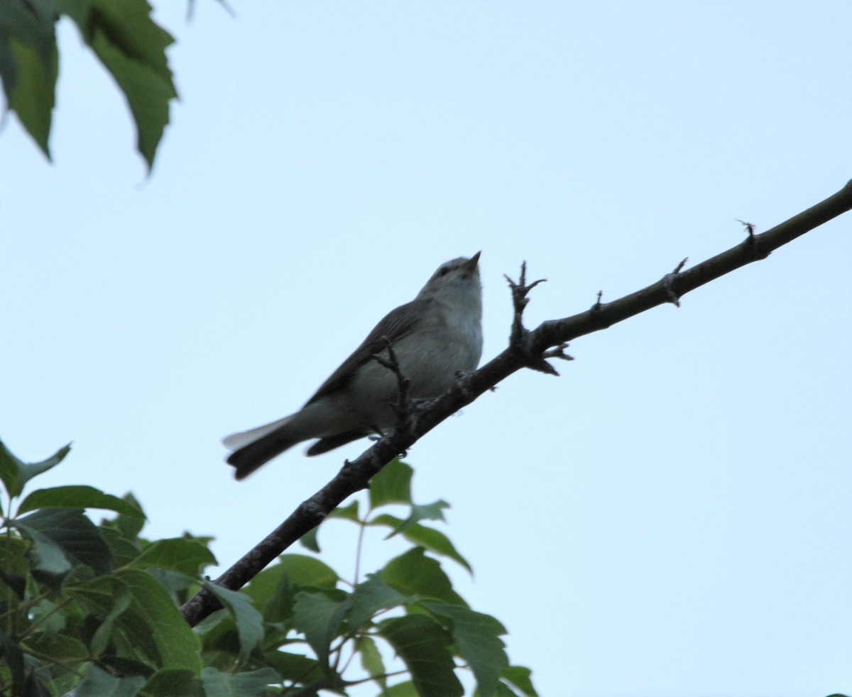 Western Warbling Vireo - Harper Mazock