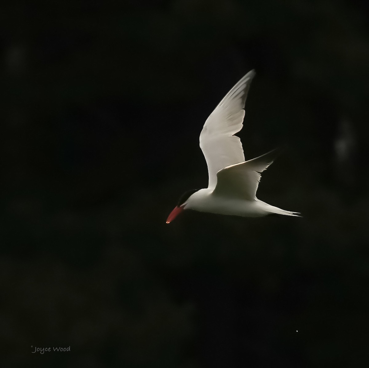 Caspian Tern - ML471754431