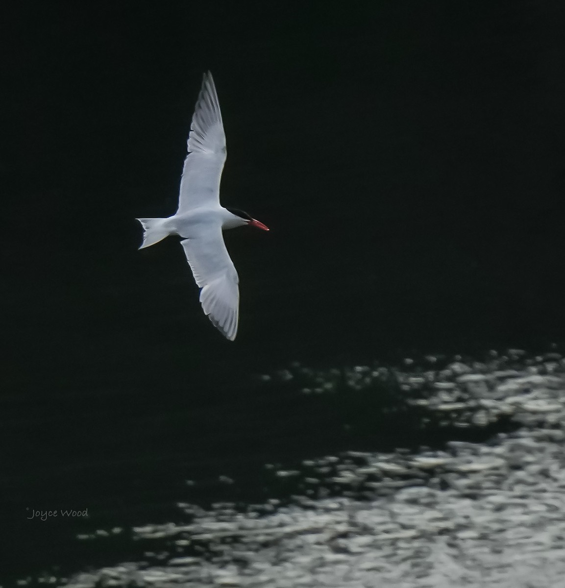 Caspian Tern - ML471754491