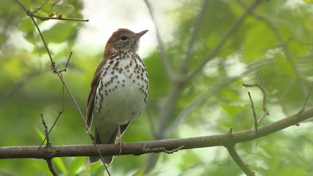 Wood Thrush - ML471755