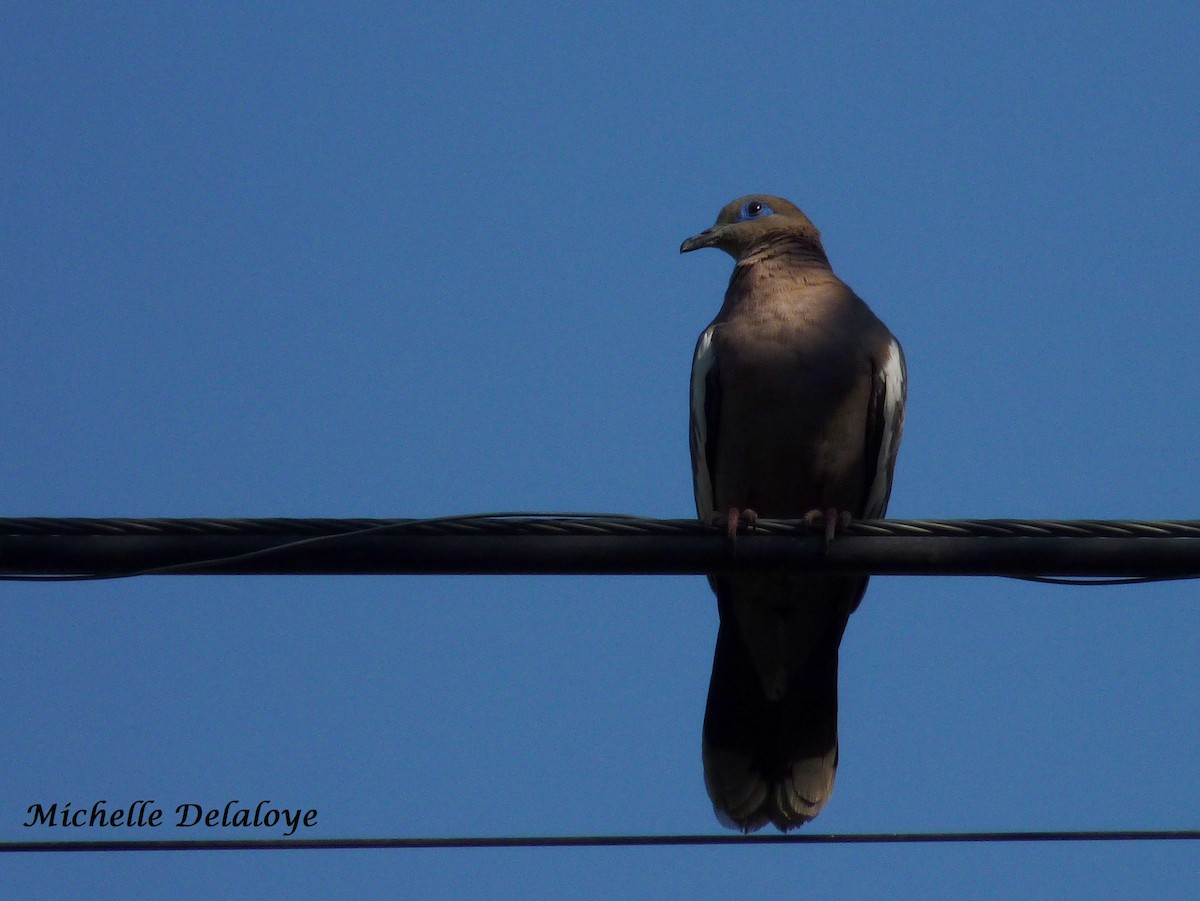 West Peruvian Dove - Michelle  Delaloye