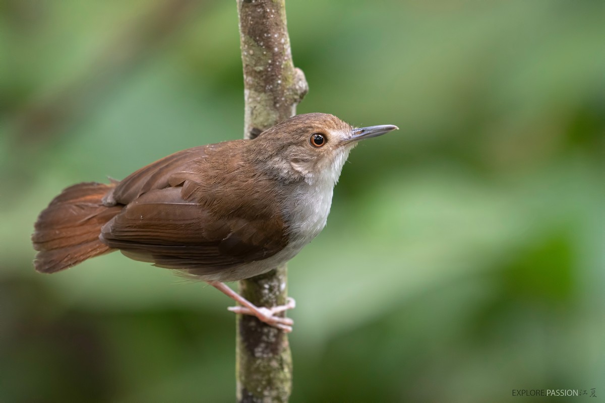 White-chested Babbler - Wai Loon Wong