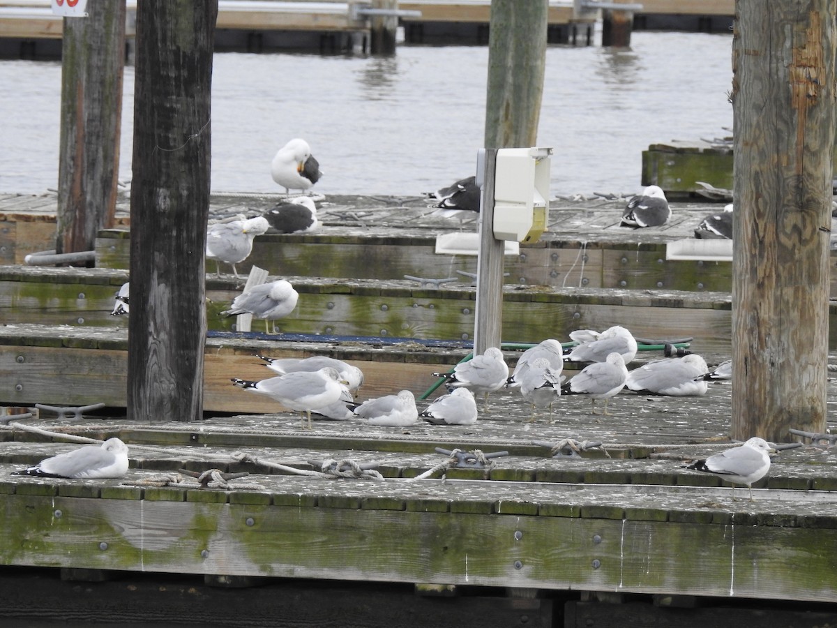 Great Black-backed Gull - ML47175781