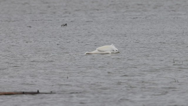 American White Pelican - ML471757831