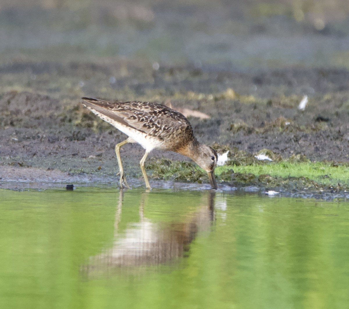 Short-billed Dowitcher - ML471758421