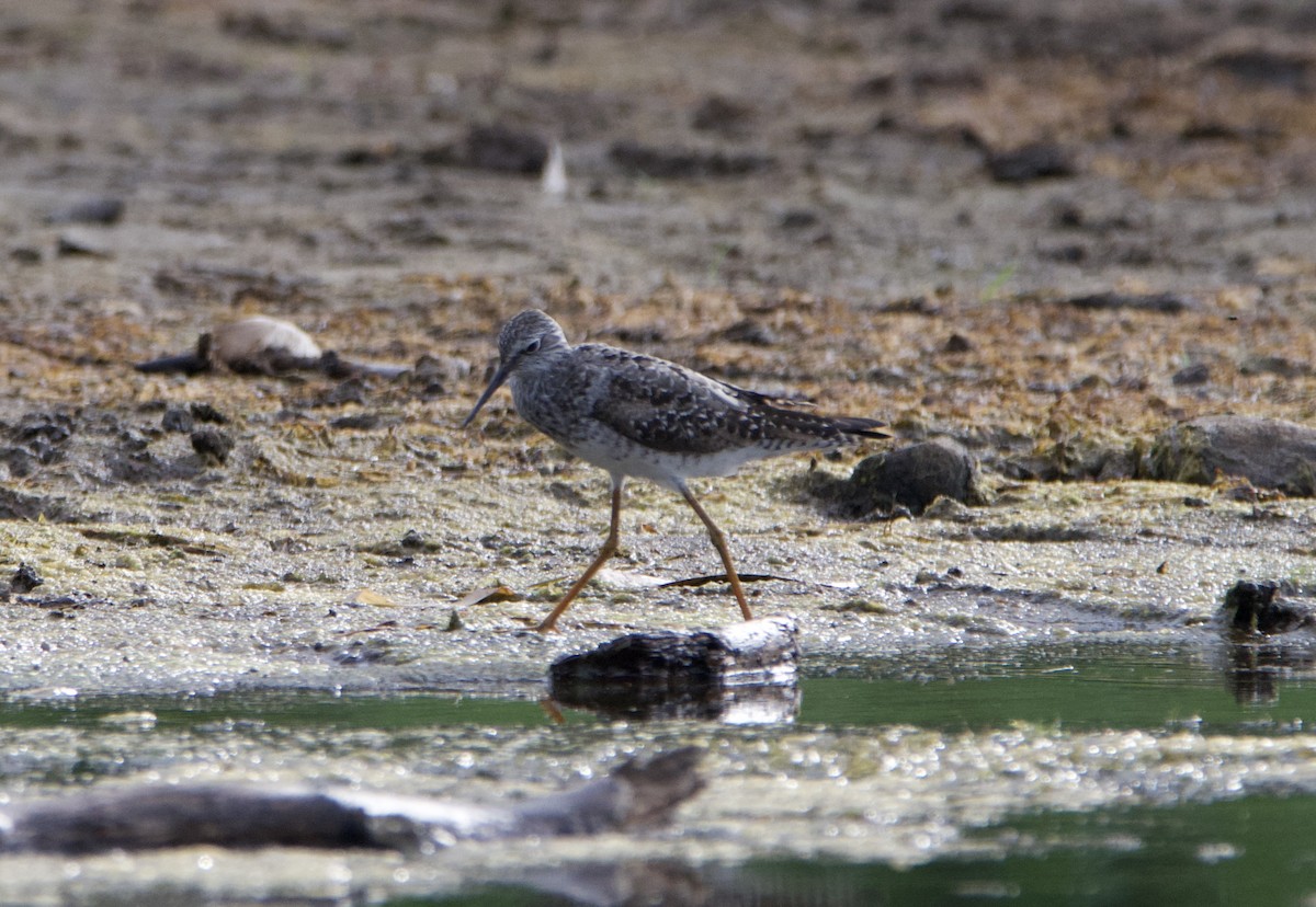 Lesser Yellowlegs - ML471758571