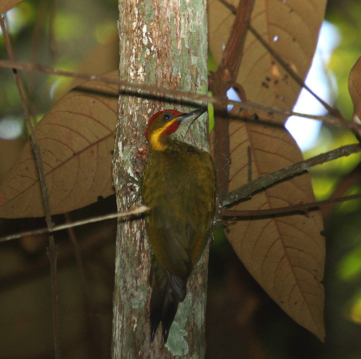 Golden-green Woodpecker - ML471758591