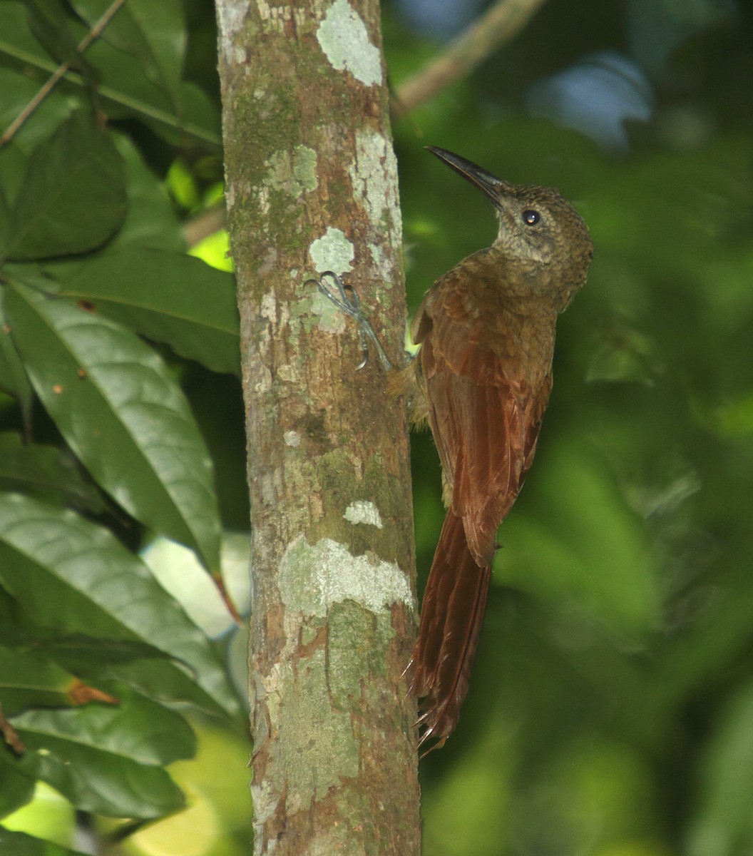 Amazonian Barred-Woodcreeper (Xingu) - ML471758661