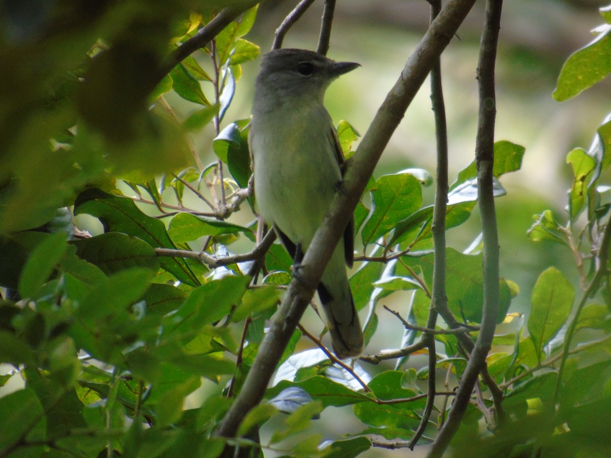 White-winged Becard - WILLIAM MACIEL