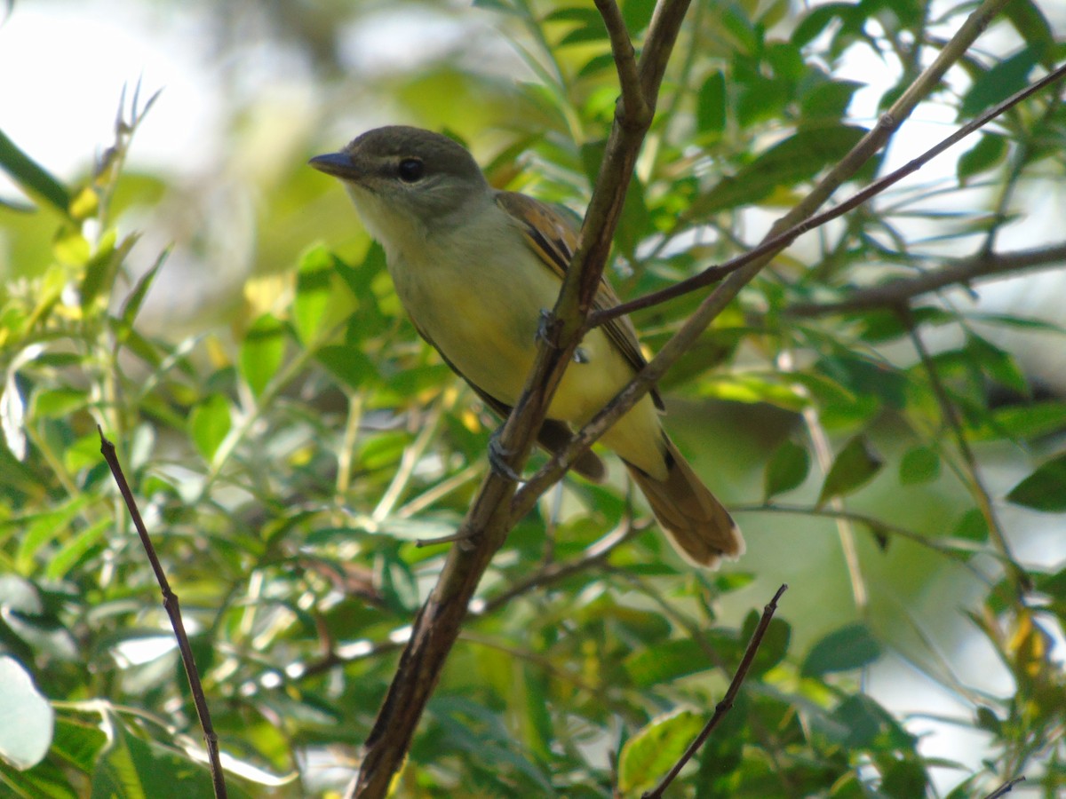 White-winged Becard - ML471759181