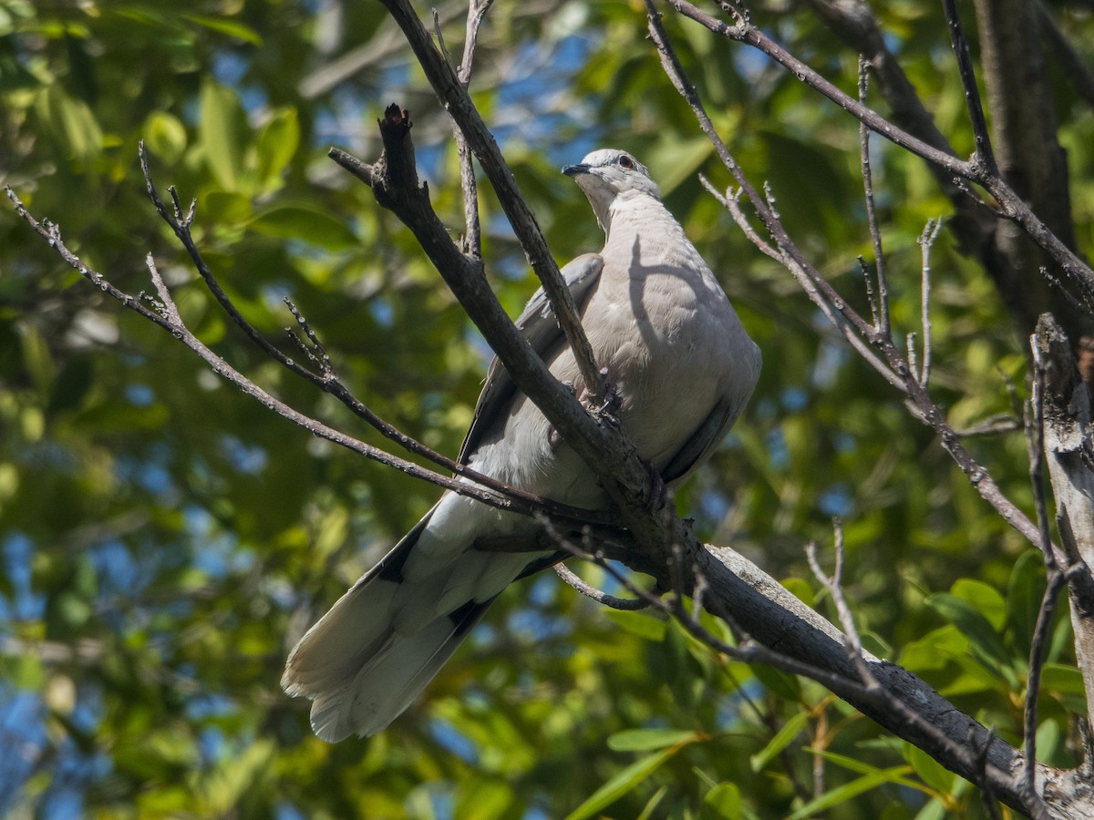 African Collared-Dove - ML471759361