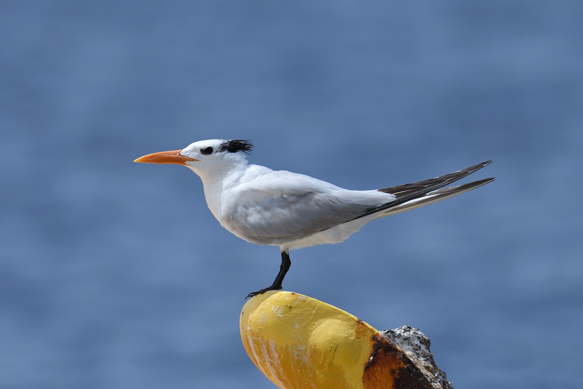 Royal Tern - terence zahner
