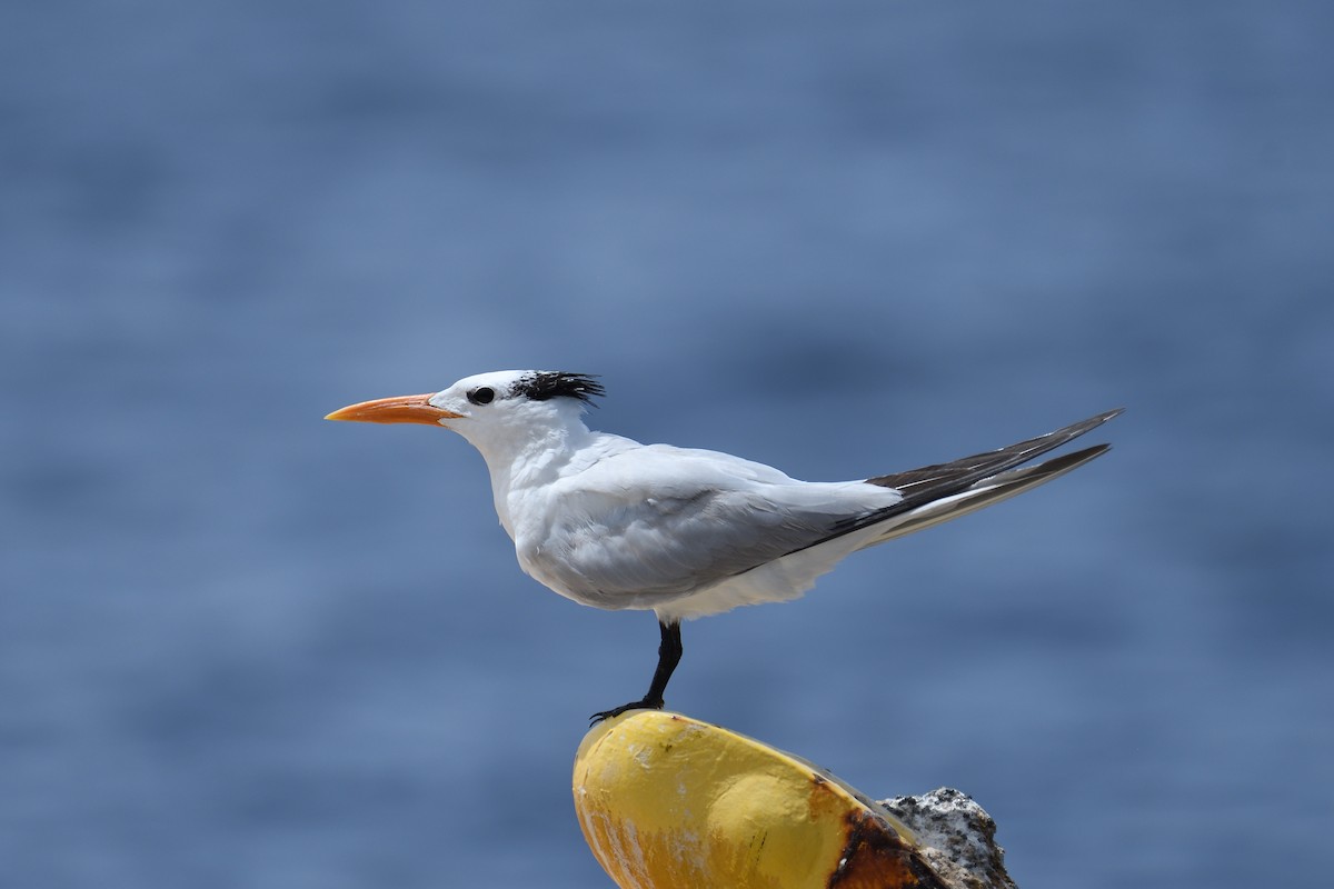 Royal Tern - ML471760191