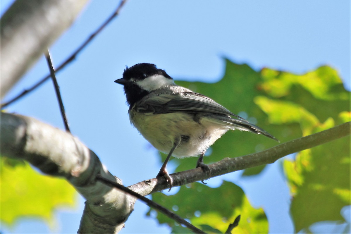Black-capped Chickadee - ML471761151