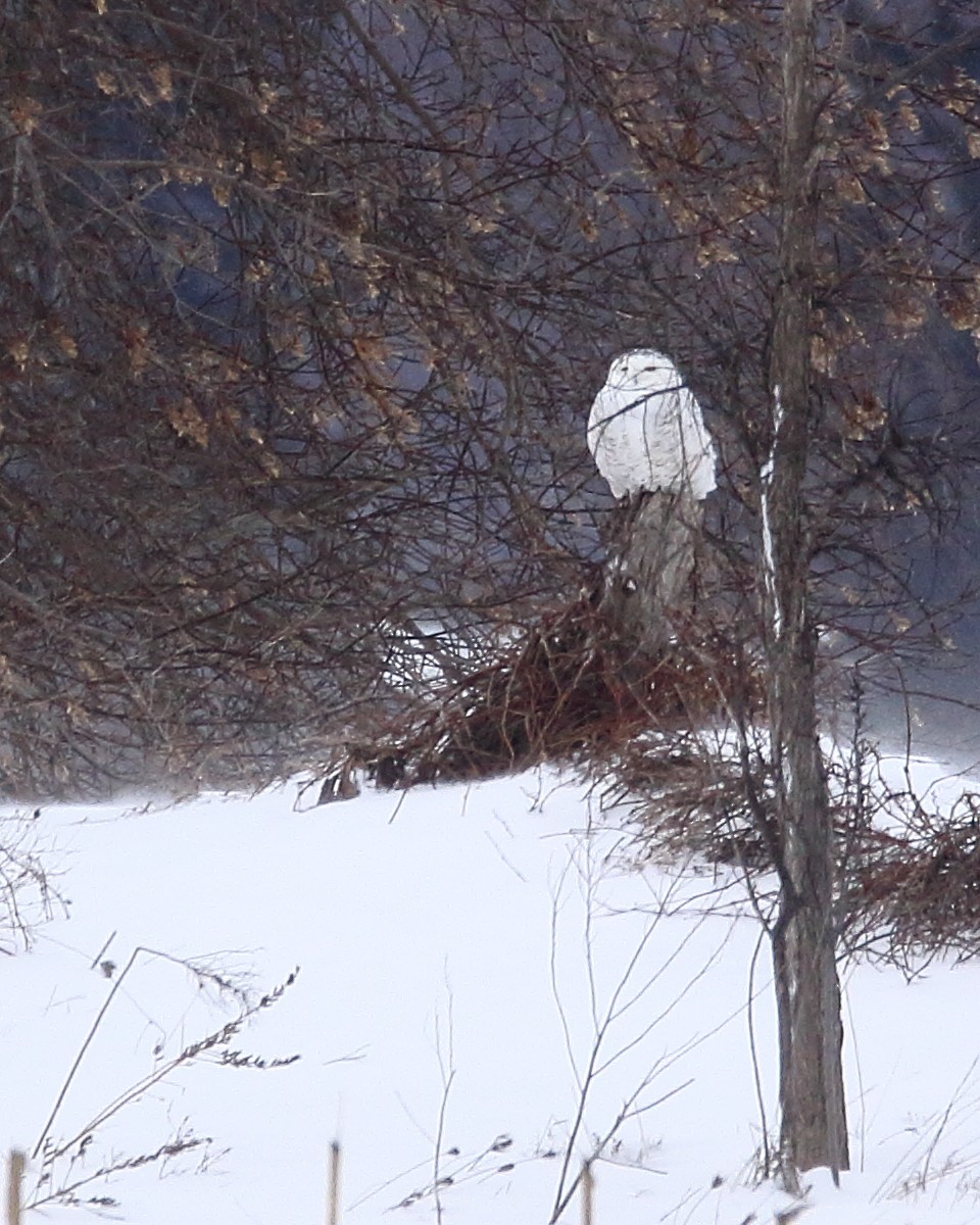 Snowy Owl - ML47176131
