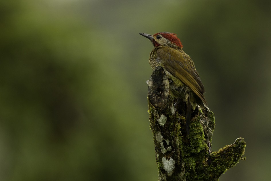 Golden-olive Woodpecker - ML471761371