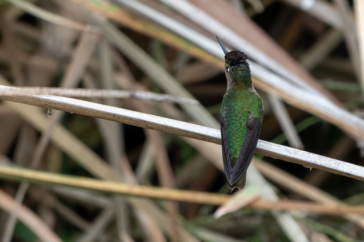 Green-backed Firecrown - ML471761981