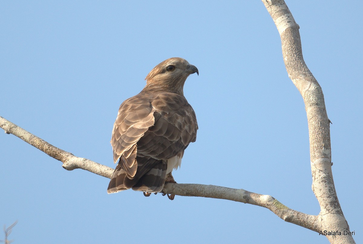 Madagascar Cuckoo-Hawk - ML471762021
