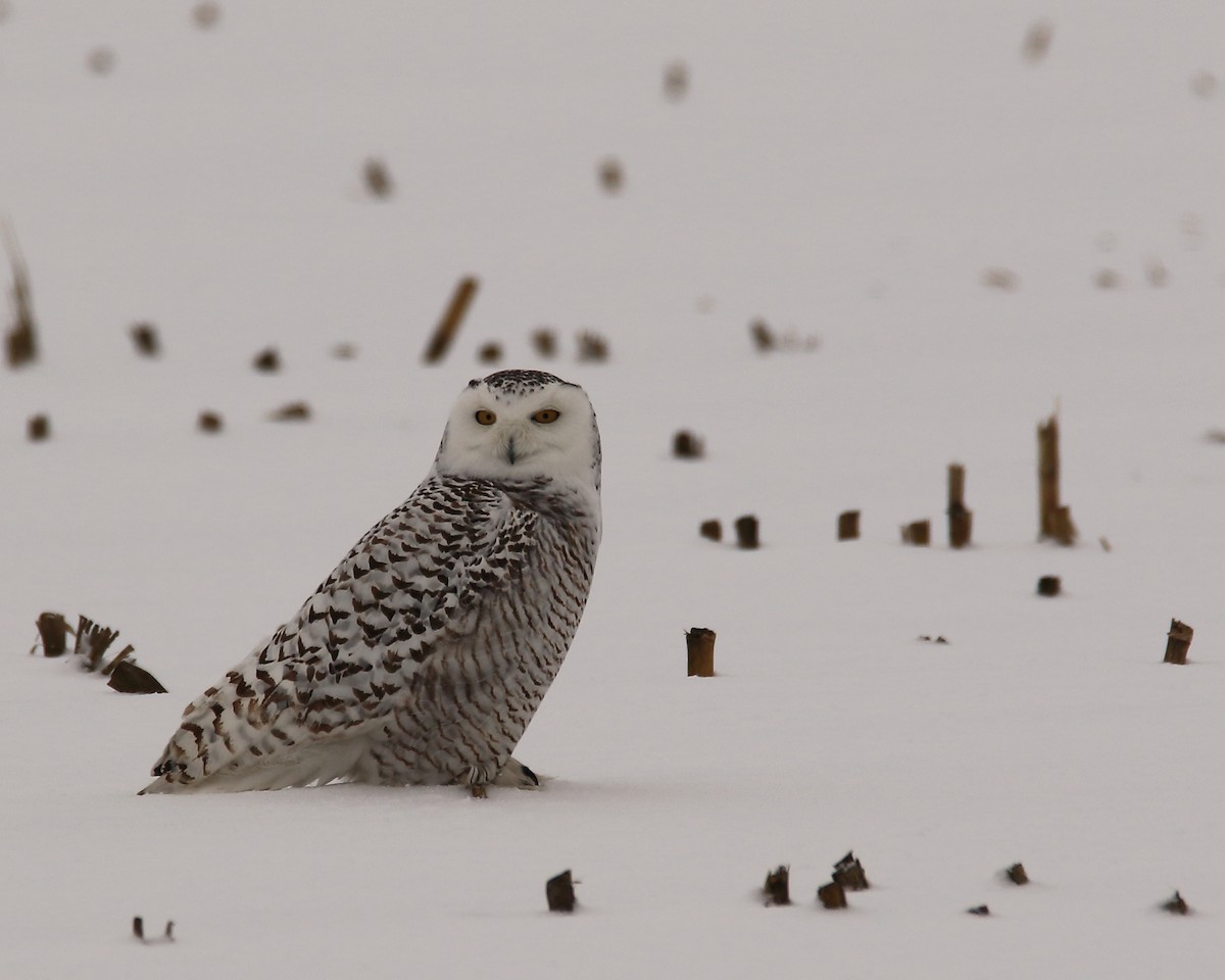 Snowy Owl - ML47176241