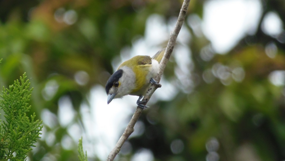 Green-backed Becard (Green-backed) - WILLIAM MACIEL