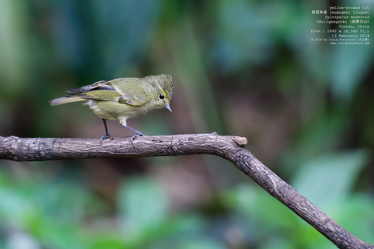 Yellow-browed Tit - Craig Brelsford