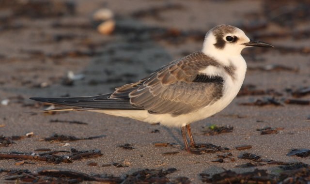 Black Tern - ML47176341