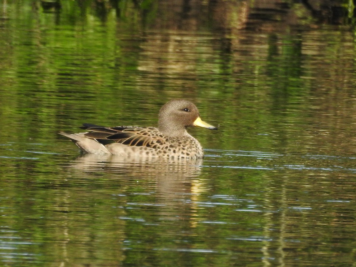 Yellow-billed Teal - ML471763501