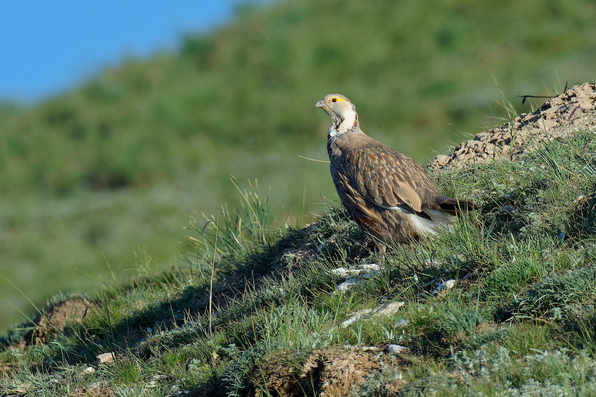 Himalayan Snowcock - ML471764251