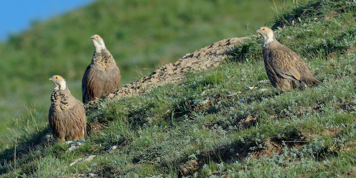 Himalayan Snowcock - ML471764451