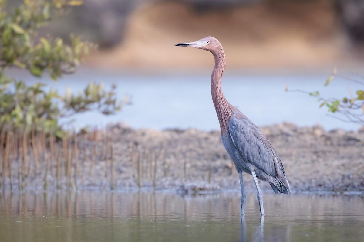 Reddish Egret - ML471764891