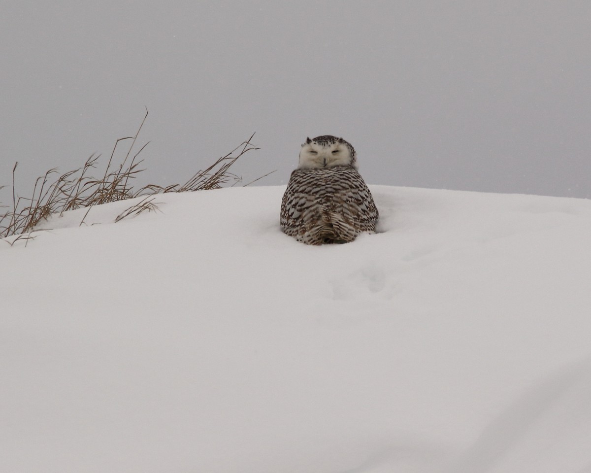 Snowy Owl - ML47176491