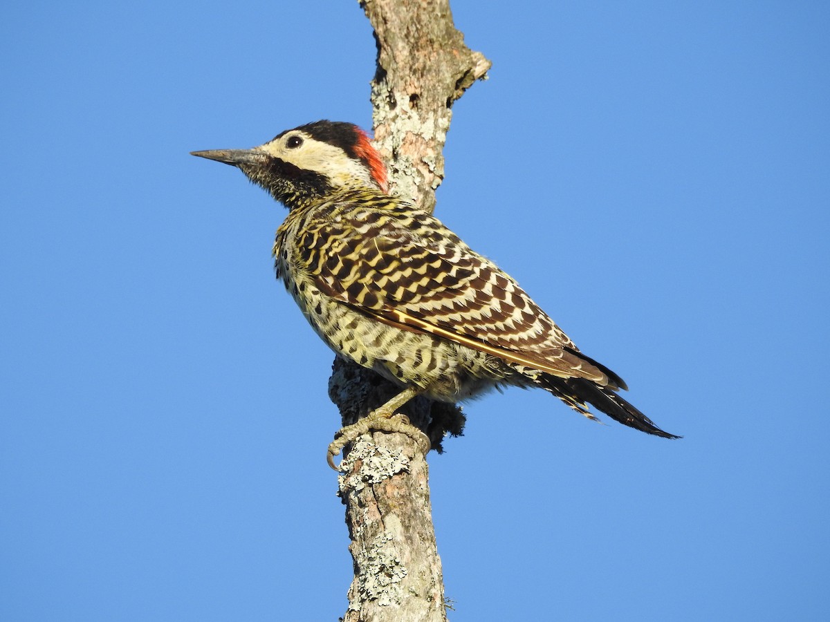 Green-barred Woodpecker - ML471765081