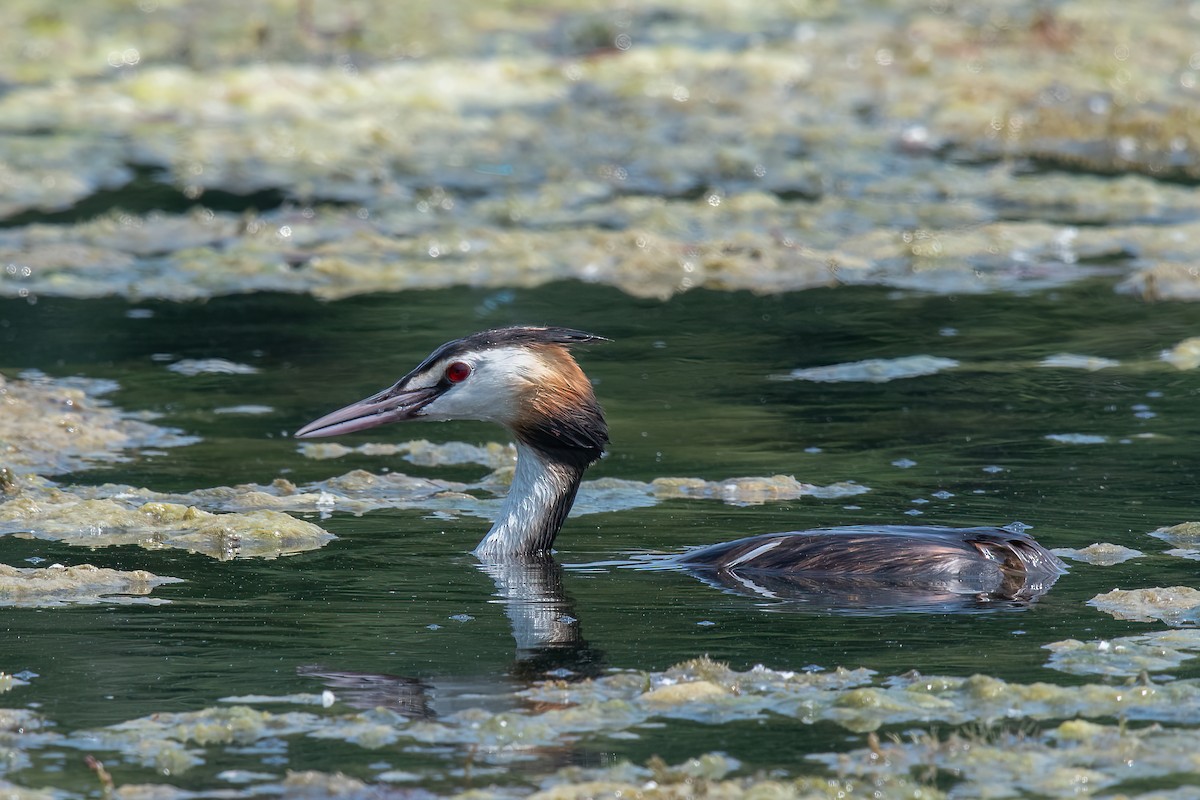 Great Crested Grebe - ML471765311