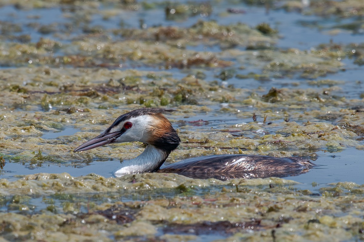 Great Crested Grebe - ML471765321