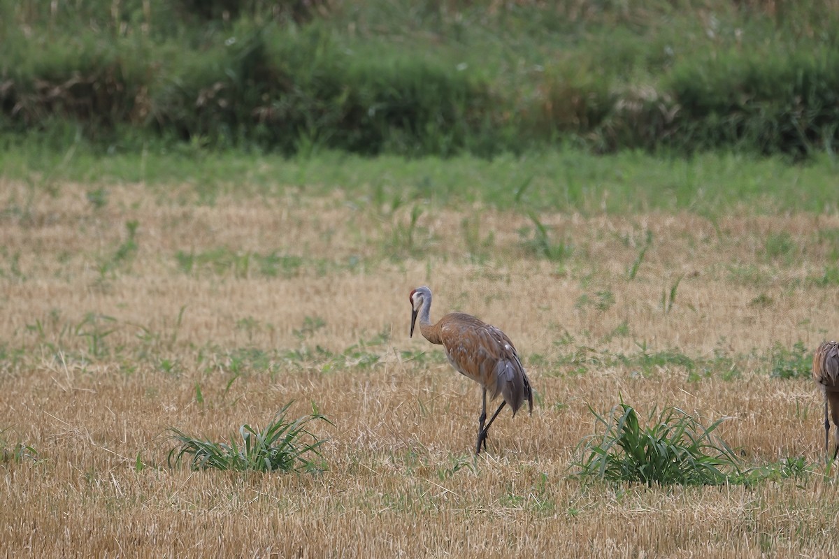 Sandhill Crane - Alexander Johnson