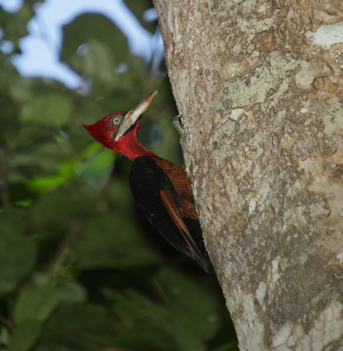 Red-necked Woodpecker - ML471768421