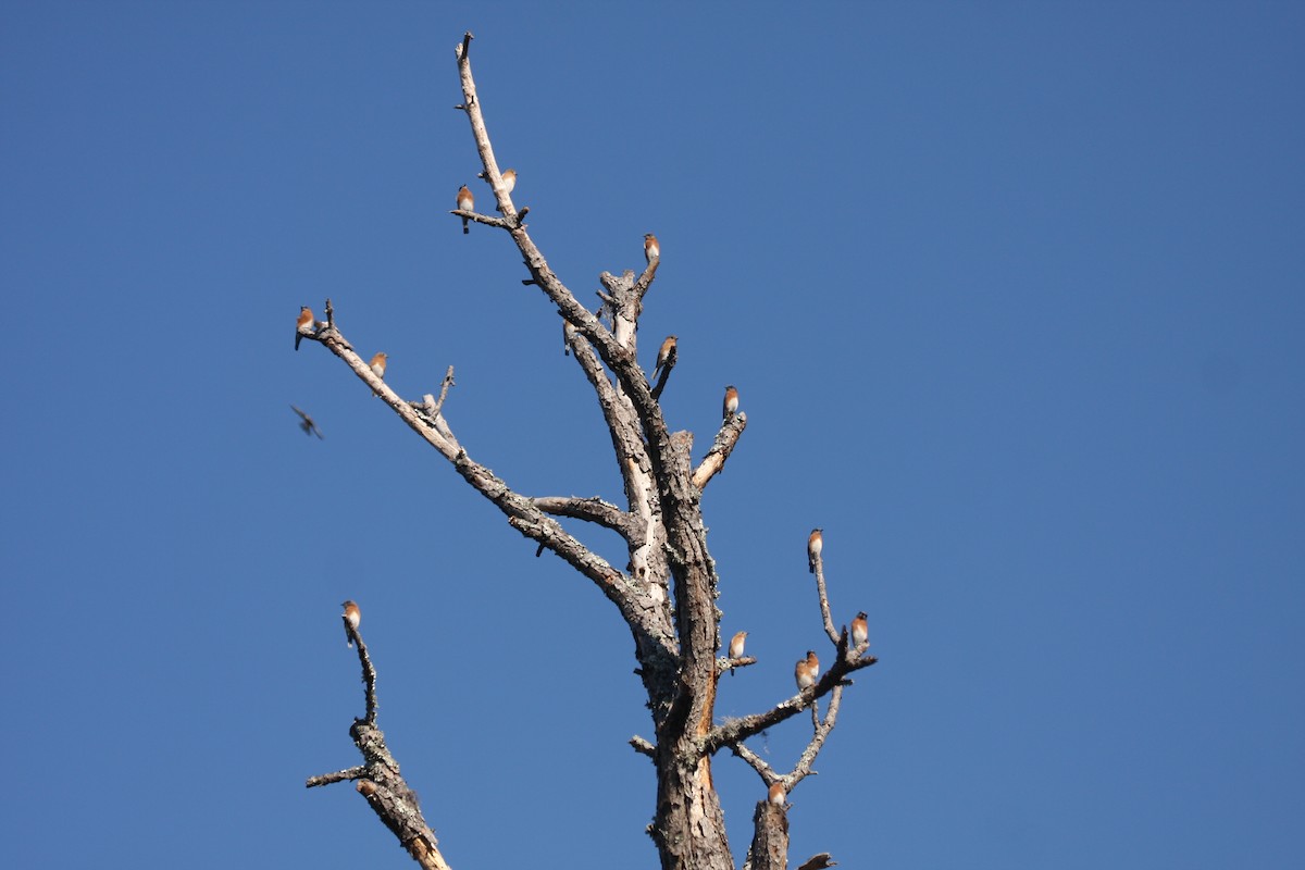 Eastern Bluebird - ML471768651