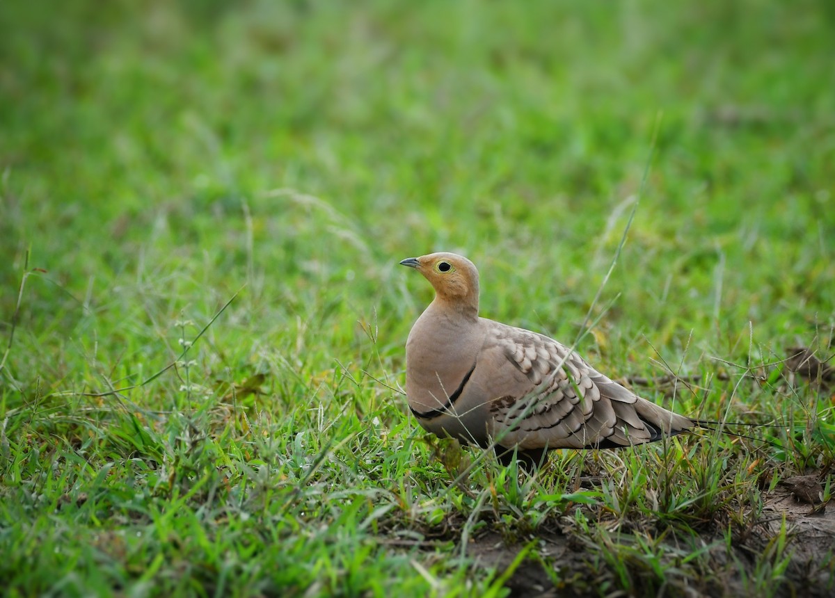 Chestnut-bellied Sandgrouse - ML471768761