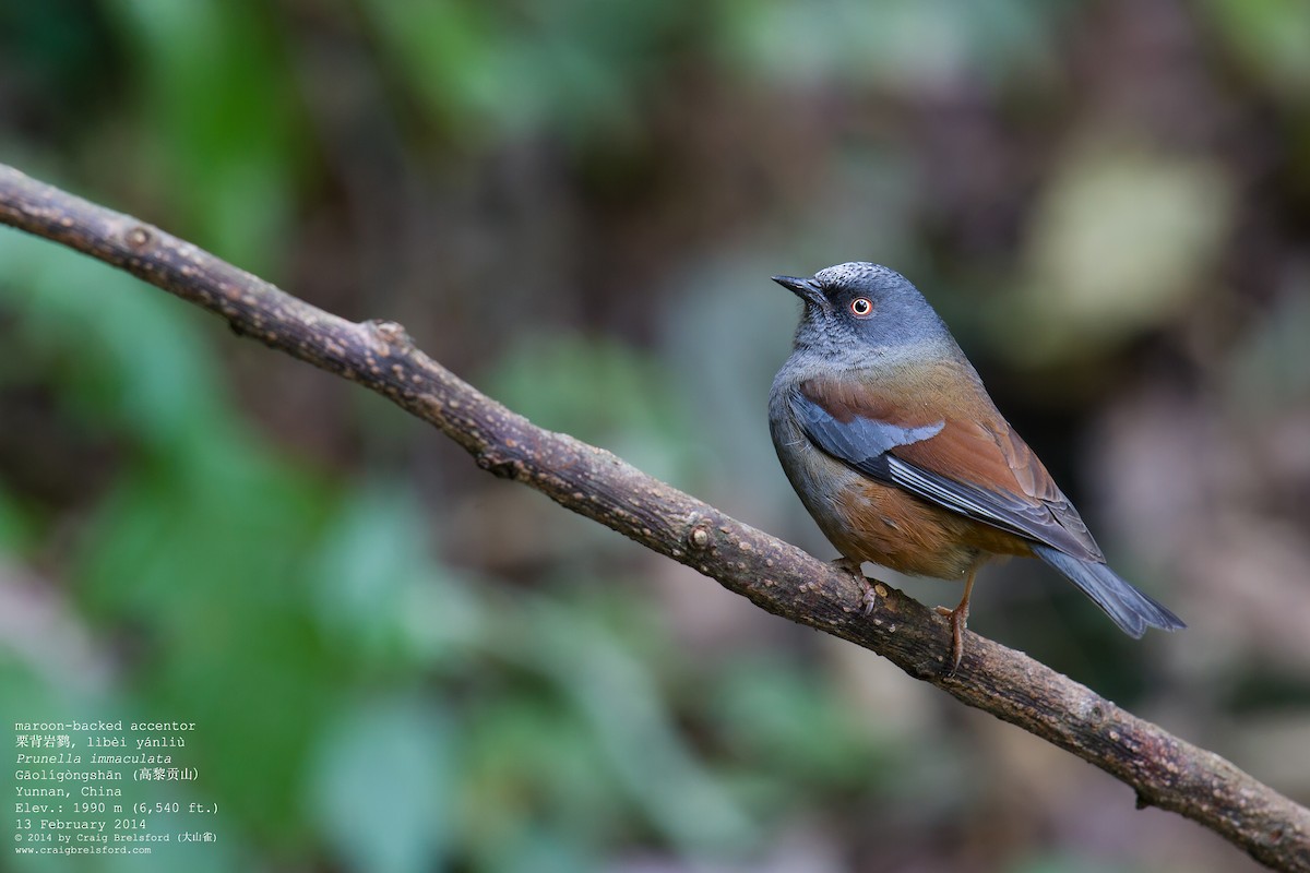 Maroon-backed Accentor - Craig Brelsford
