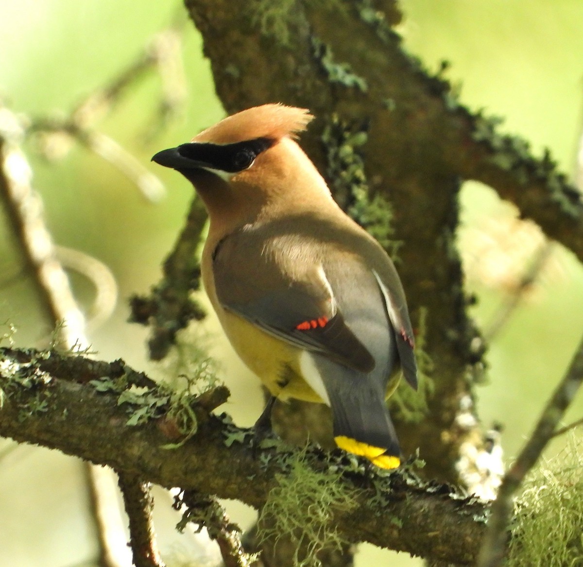 Cedar Waxwing - ML471769991