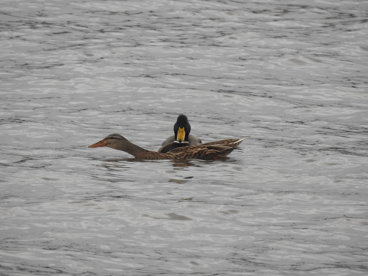 Canard colvert - ML47177001