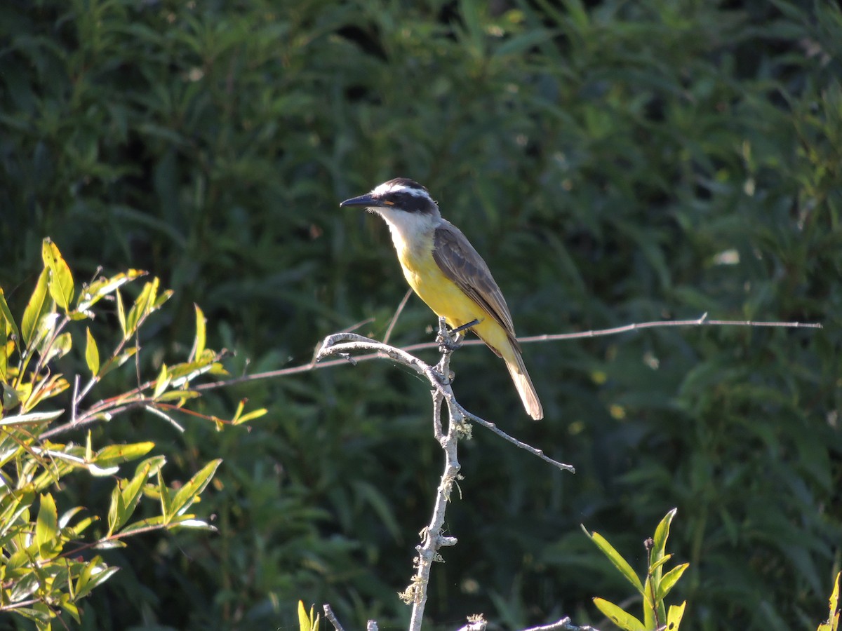 Great Kiskadee - ML471770361