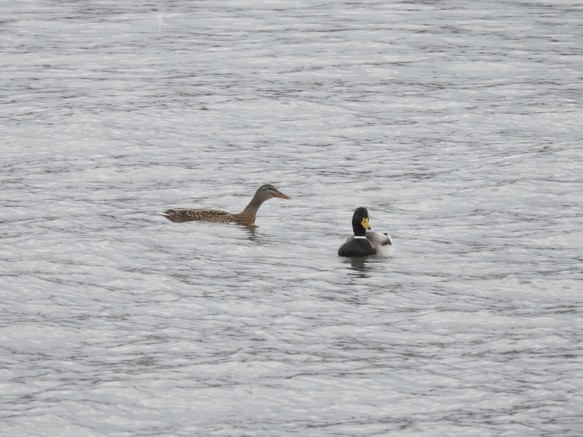 Canard colvert - ML47177041