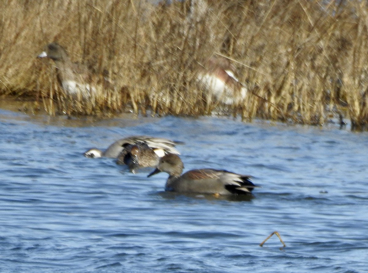 Gadwall - ML47177121