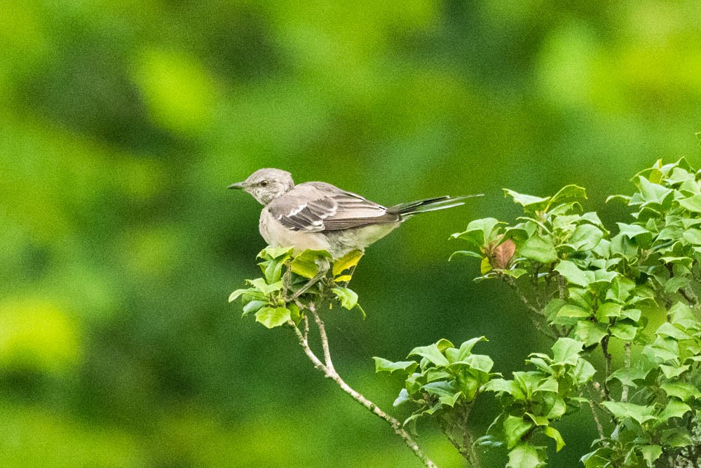 Northern Mockingbird - ML471772741