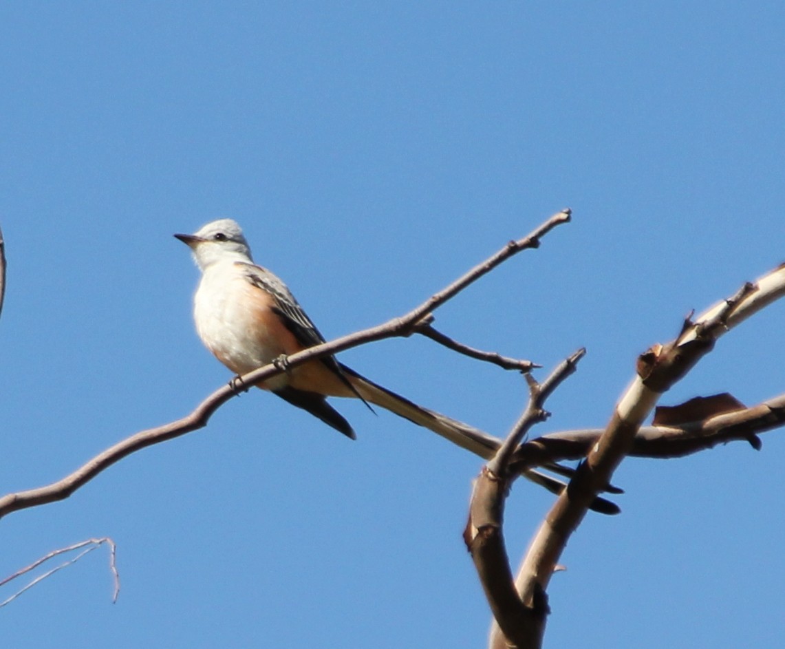 Scissor-tailed Flycatcher - Millie and Peter Thomas