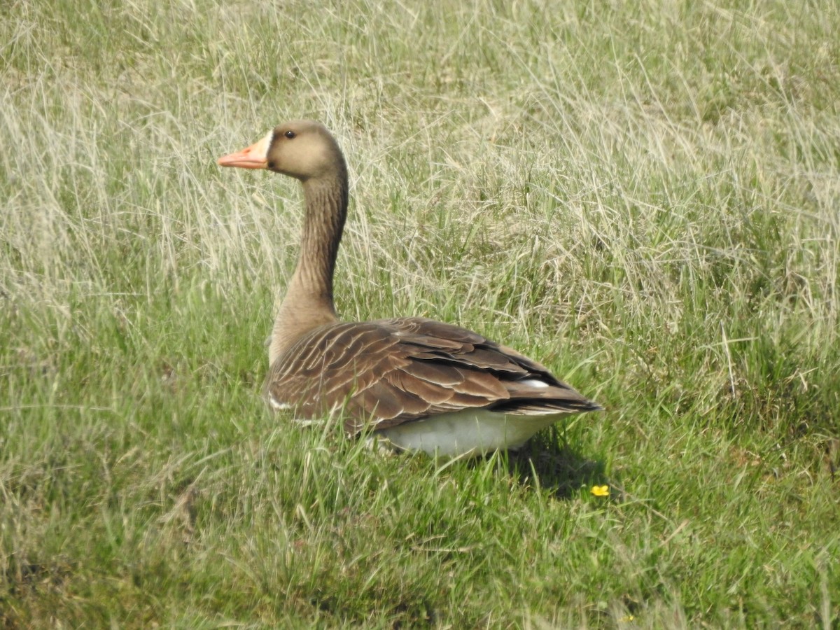Greater White-fronted Goose - ML471774661