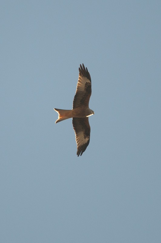 Red Kite - ML471774991