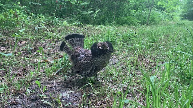 Ruffed Grouse - ML471775251