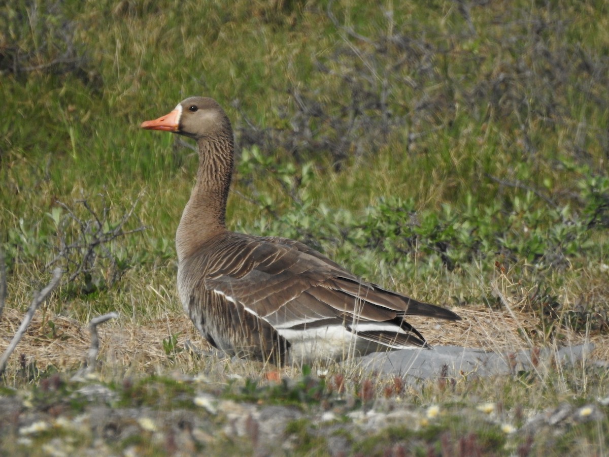 Greater White-fronted Goose - ML471775521